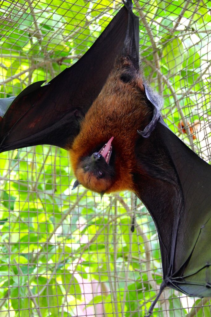 flying dog, bat, flying-1027969.jpg