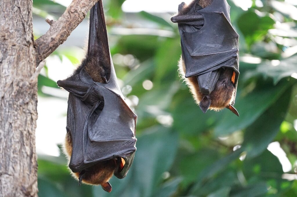 flying dogs, bat, tropical bat-2237209.jpg