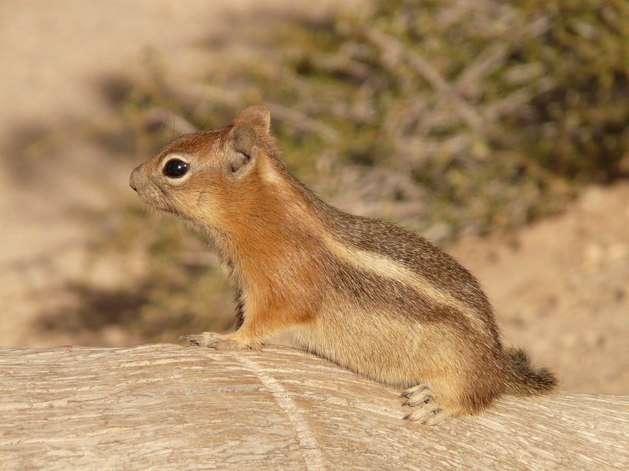 nature, animal, squirrel-4583.jpg